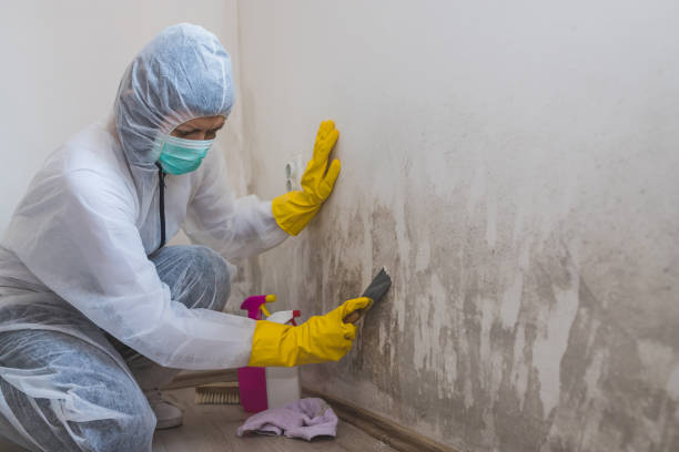 Why You Should Choose Our Mold Remediation Services in Hamilton, TX