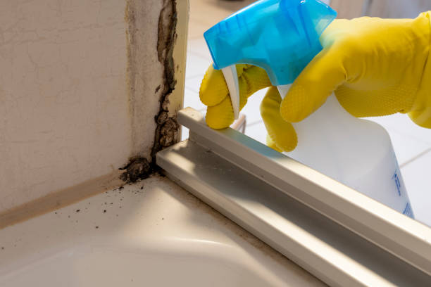 Best Mold Damage Restoration  in Hamilton, TX