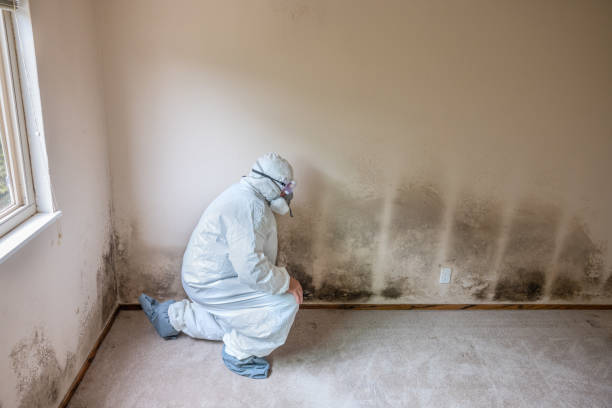 Best Crawl Space Mold Remediation  in Hamilton, TX